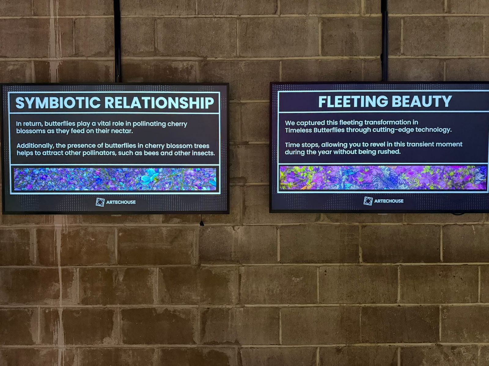 Two wall-mounted display panels titled 'Symbiotic Relationship' and 'Fleeting Beauty' on an exposed brick wall, describing the connection between butterflies and cherry blossoms